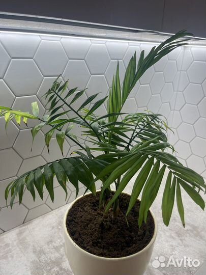 Пальма хамедорея