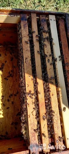 Пчелы пчелопакеты