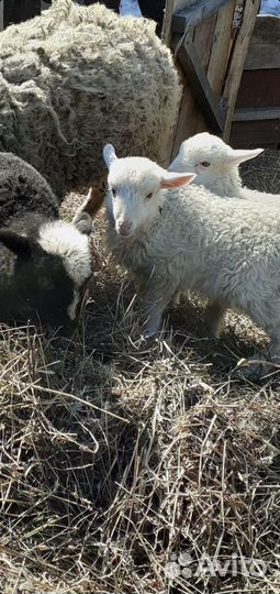Овцы и бараны