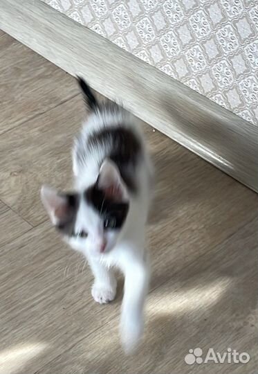 Кошка в дар