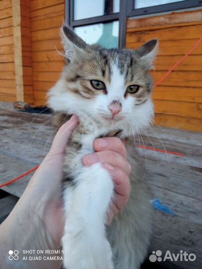 Кошка в дар бесплатно девочки