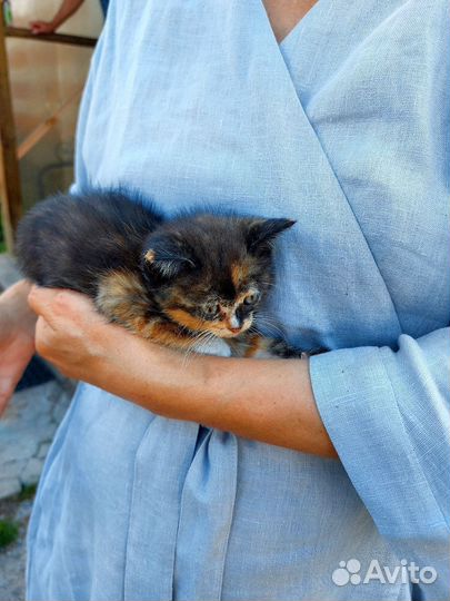 Котята безплатно