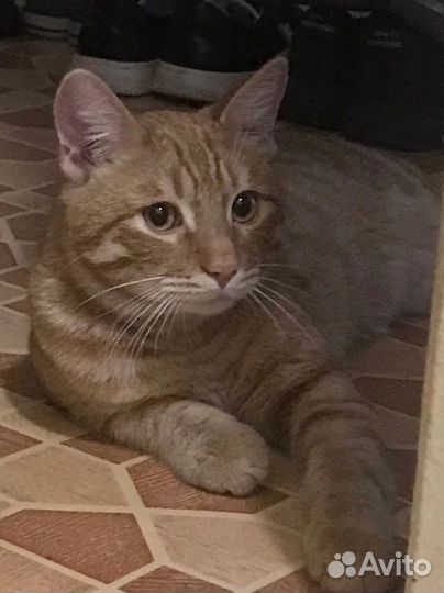 Котик в добрые руки