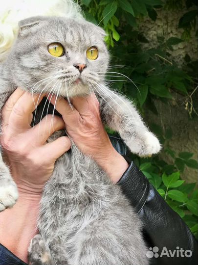 Кошки в добрые руки бесплатно
