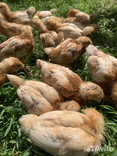 Продам цыплят кур несушек