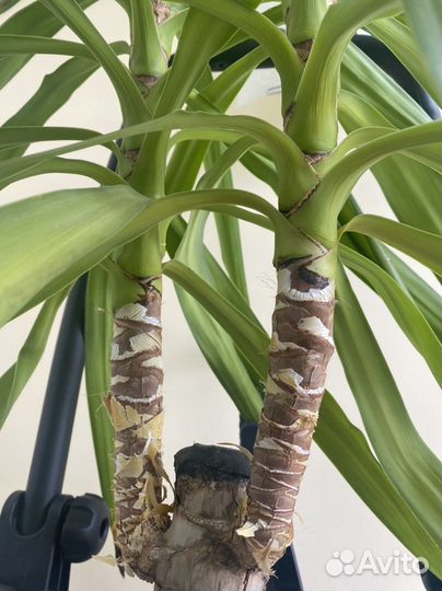 Пальма юкка