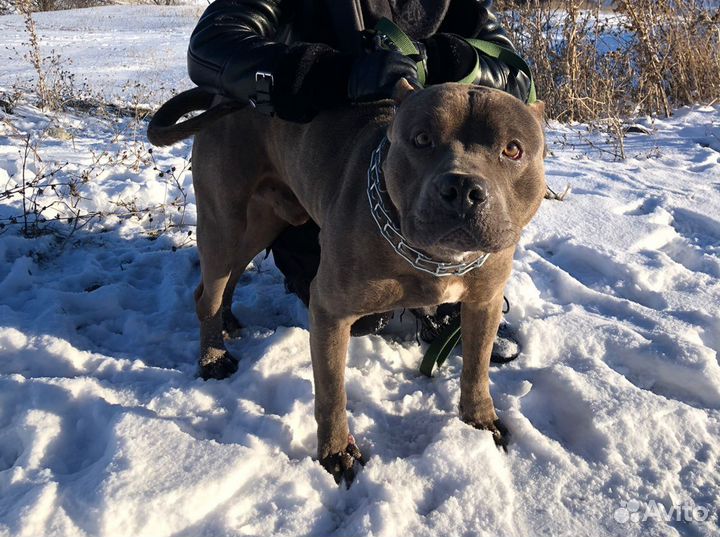 Американский питбультерьер вязка