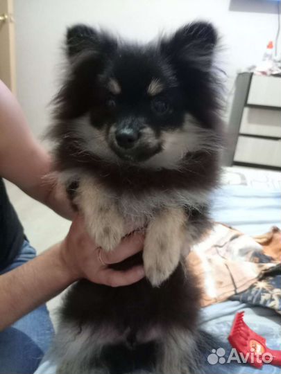 Щенки шпица мини