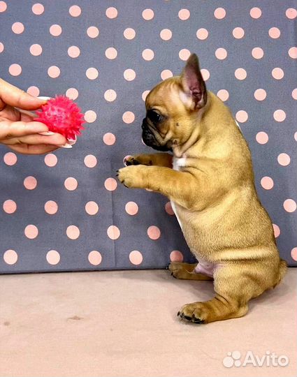 Французский бульдог рыжие щенки