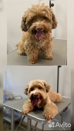 Груминг Стрижка собак и кошек Экспресс-линька