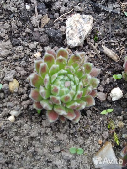 Почвопокровные растения