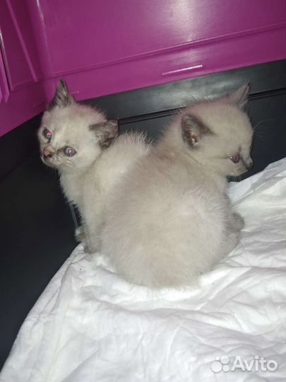 Милые котята (подкидыши)