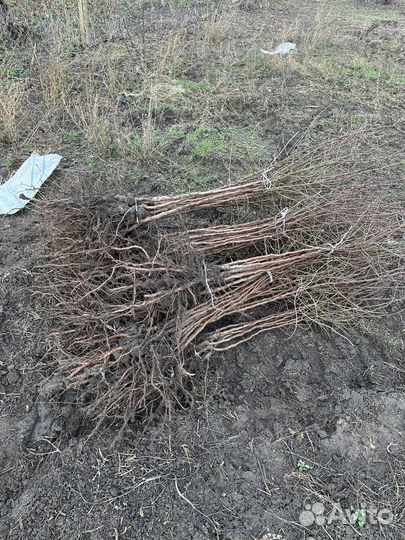 Миндаль саженцы