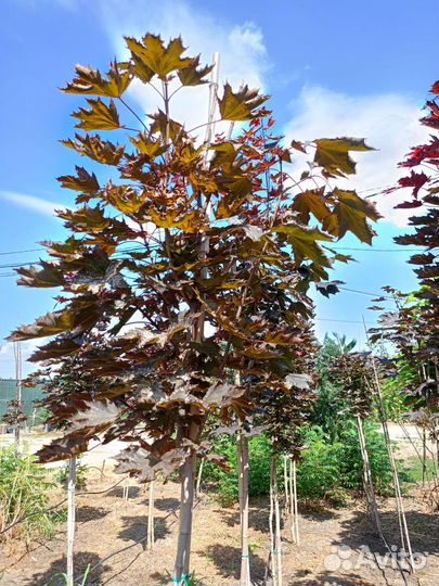 Красный клен, катальпа