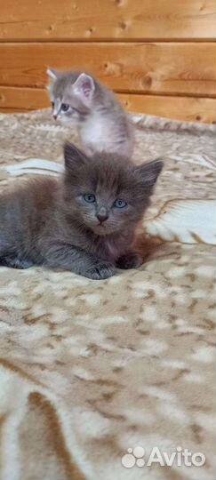 Котята в добрые руки бесплатно