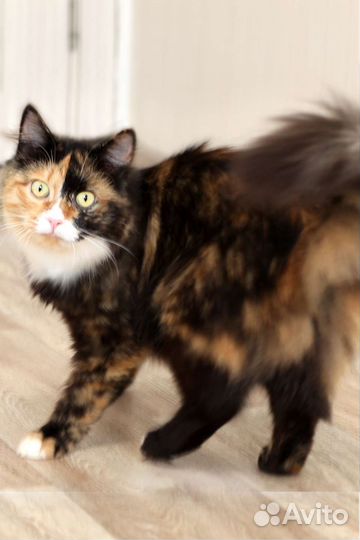 Трехцветная кошка в добрые руки
