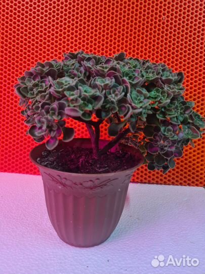 Аихризон-дерево любви