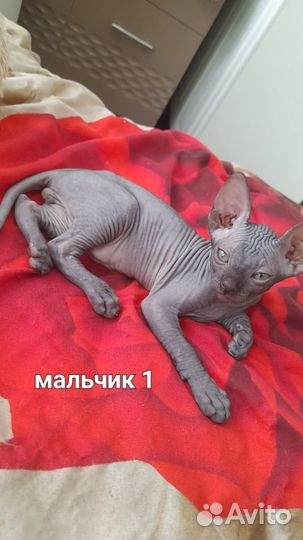 Канадский сфинкс котенок