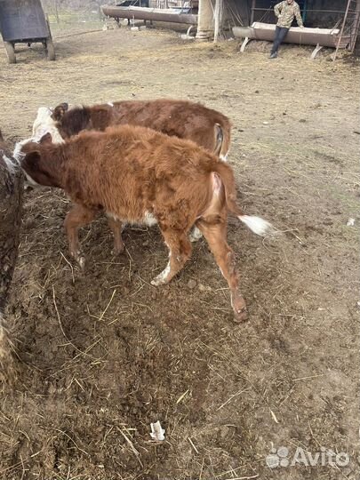 Продаются телята телки