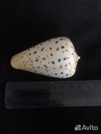 Раковина «березовый конус» аквариум