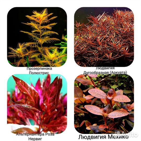 Аквариумные Растения