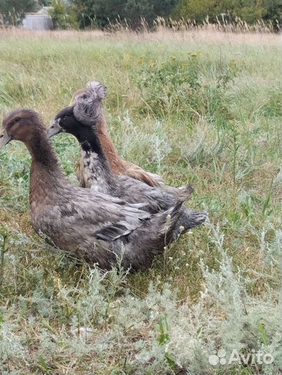 Утки хохлатые