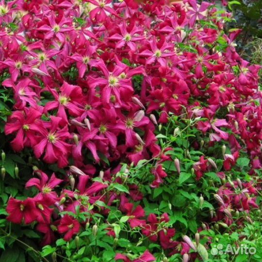 Клематис мадам Юлия корревон Julia correvon