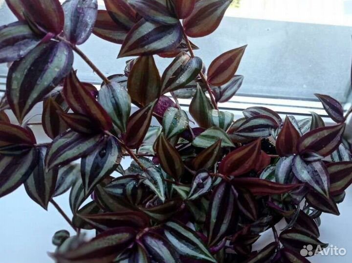 Цветок Традесканция zebrina plant