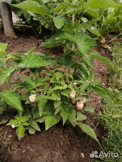 Малина Туруса, Гордость России