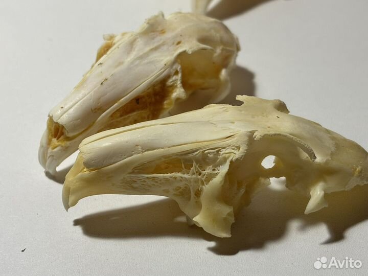 Череп кролика