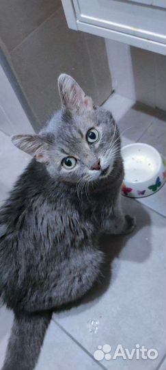 Кошка в дар