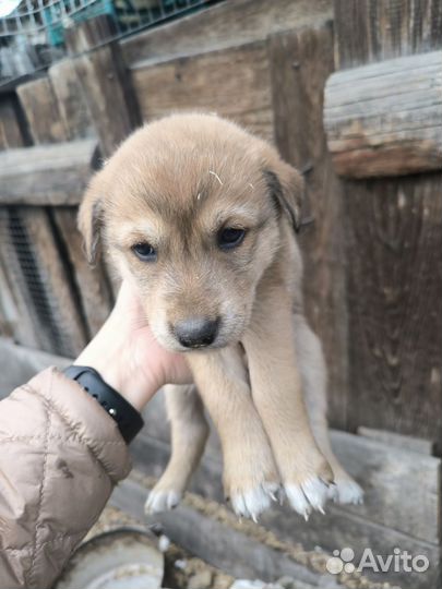 Щенки хаски бесплатно