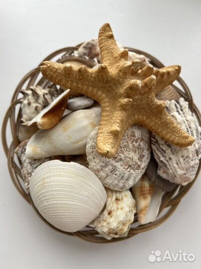 Ракушка декор