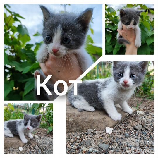 Очаровательные котята ищут дом