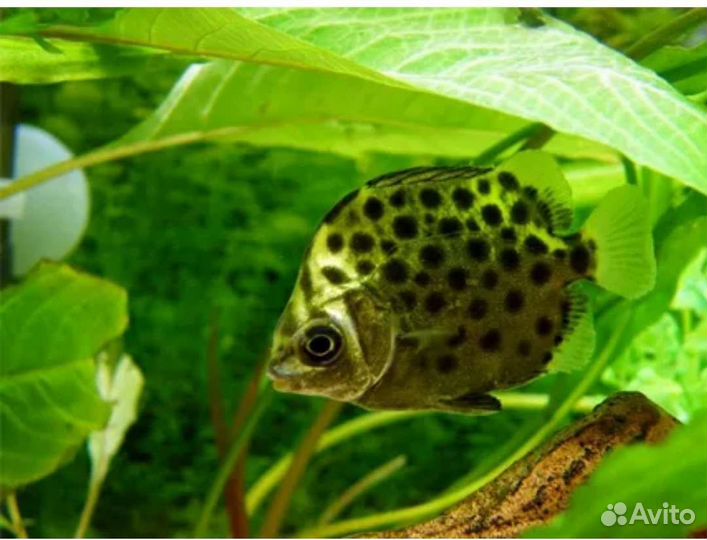 Аквариумные рыбки