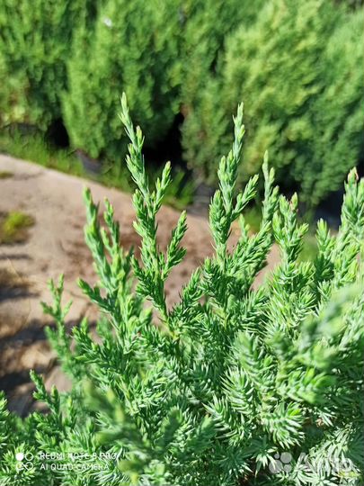 Можжевельник китайский стрикта