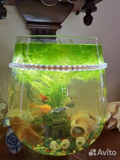 Аквариумные растения бесплатно