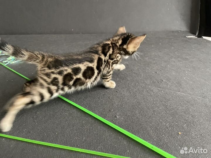 Бенгальские котята