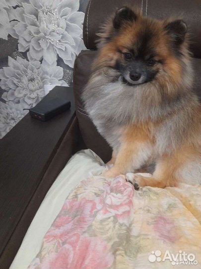 Шпиц ждет невесту на вязку