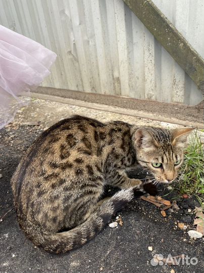 Котенок в дар бесплатно