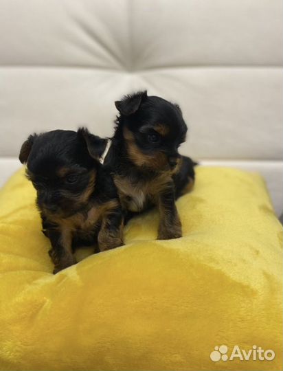 Йоркширский терьер мини бейби фейс