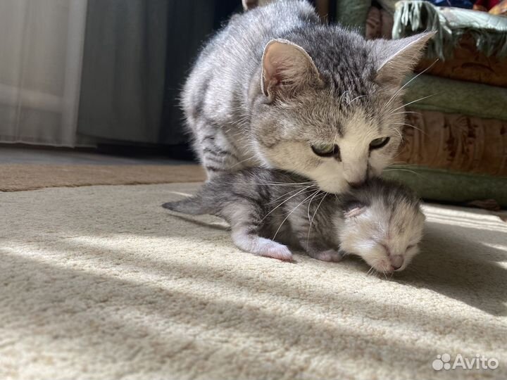 Шотландские котята