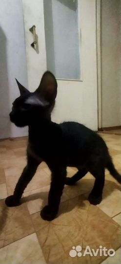 Канадский сфинкс