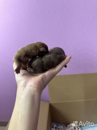 Той-терьер щенки