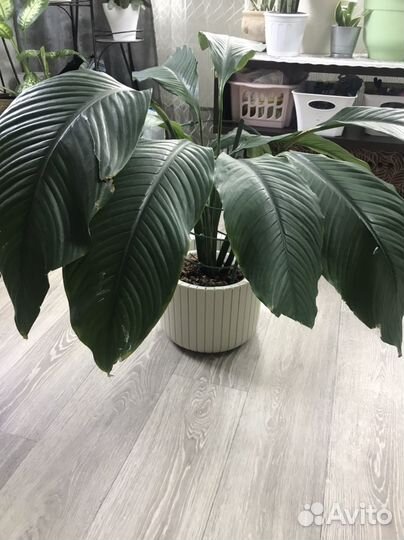 Домашние цветы