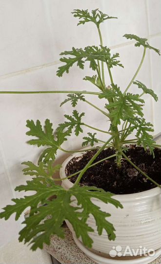 Герань душистая