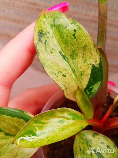 Филодендрон конго дварф ред