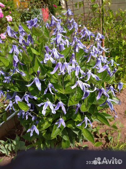 Клематис кустовой голубой и княжик голубой