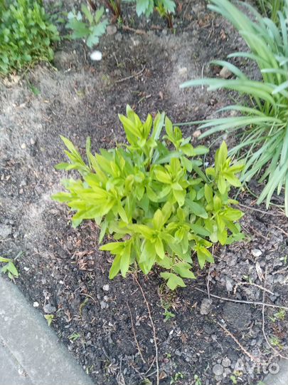 Многолетние цветы