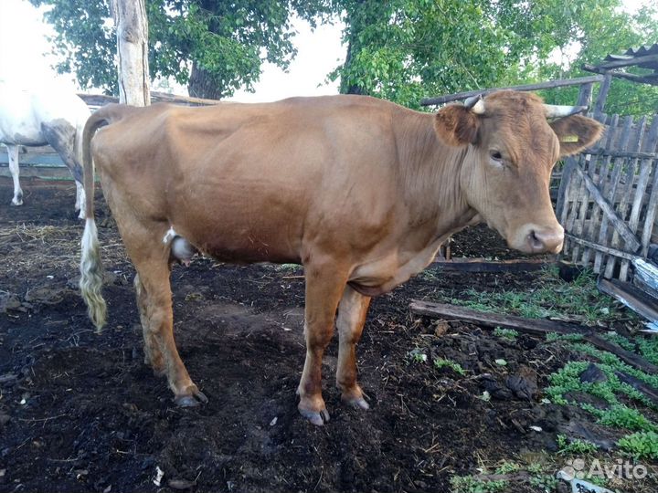 Корова и первотелка